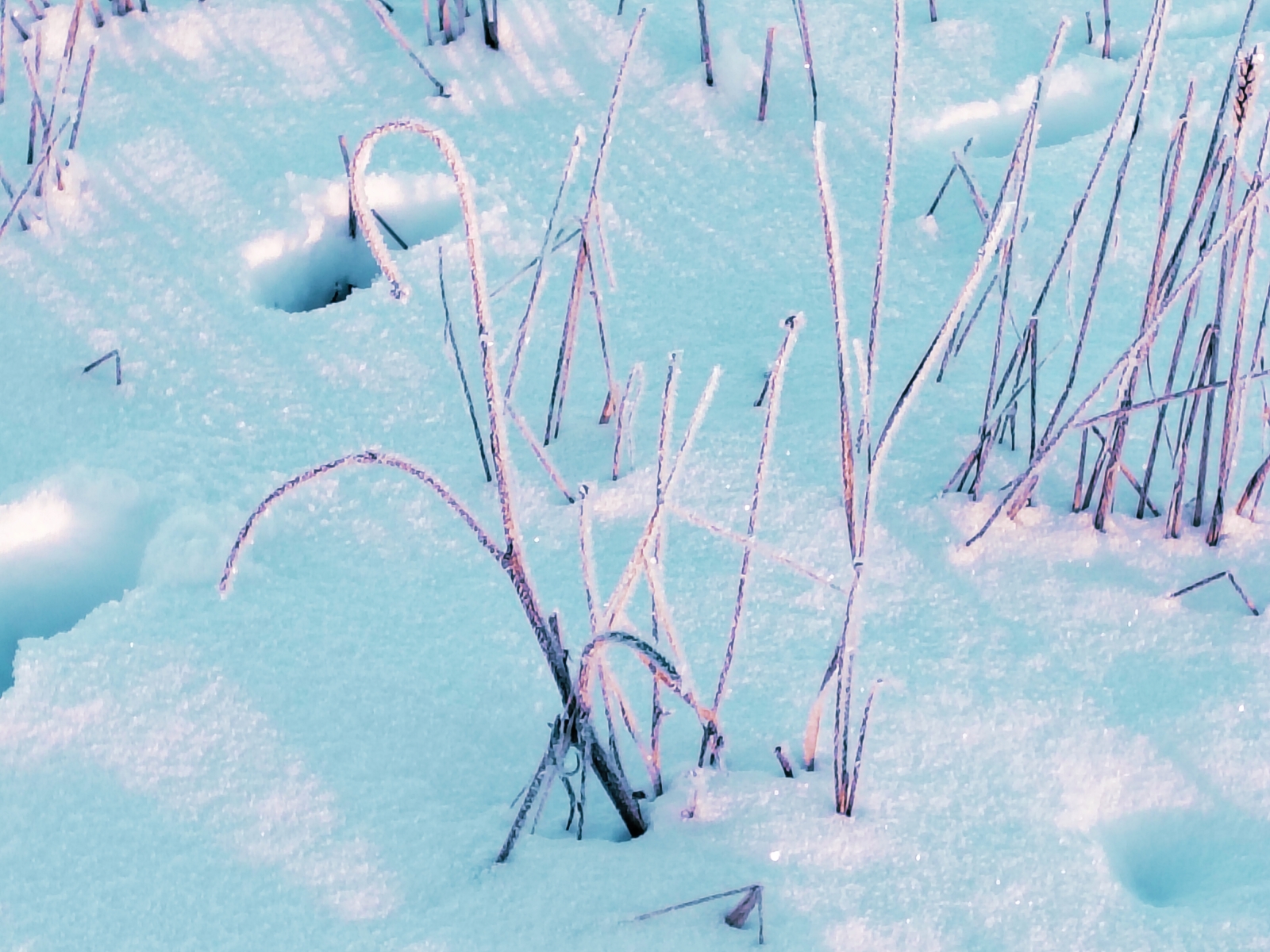 Winter Whispers 